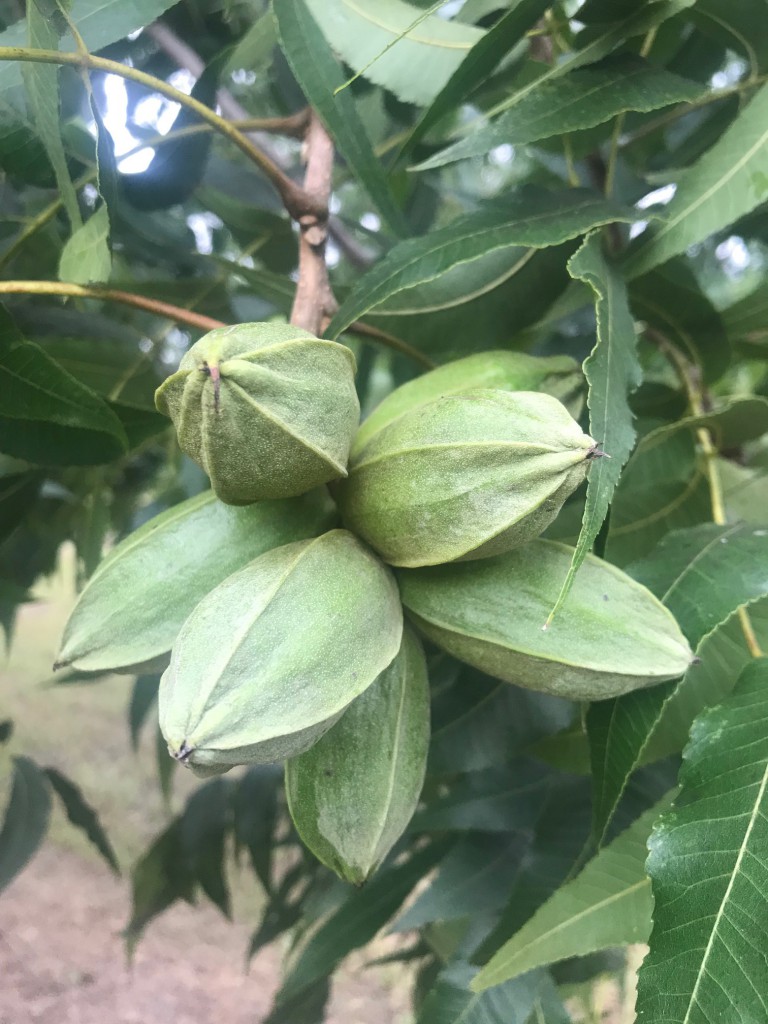 How long should your fungicide be on before the rain?