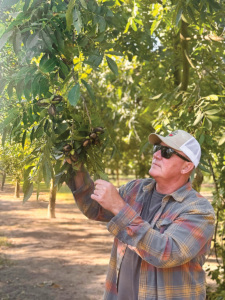 Greg Leger inspects pecans that are growing on a tree.