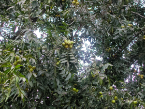 Pecan trees full of unripe pecans.