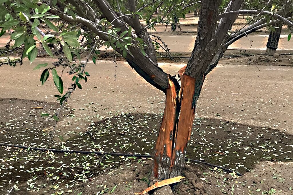 Blue Diamond Growers report highlights pests, storms challenges