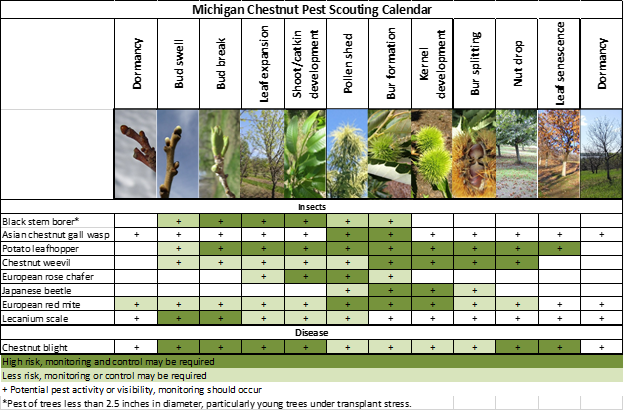 Michigan chestnut pest scouting calendar. Photo by Erin Lizotte, MSU Extension.