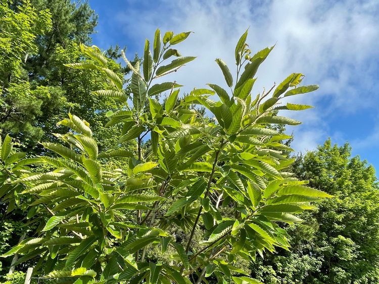 Michigan chestnut crop report for the week of June 28, 2021