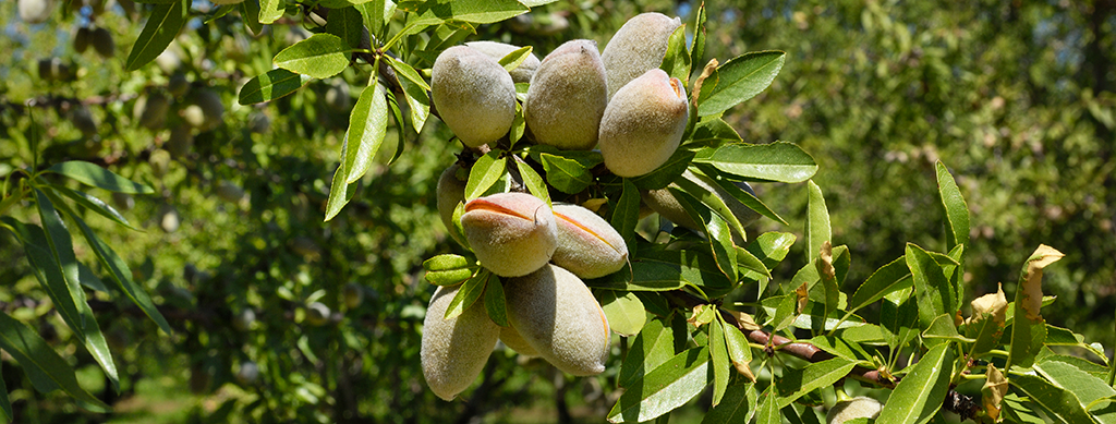 Blue Diamond Almonds provides market update