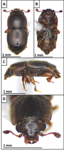 Close-up impages of carpophilus adults.