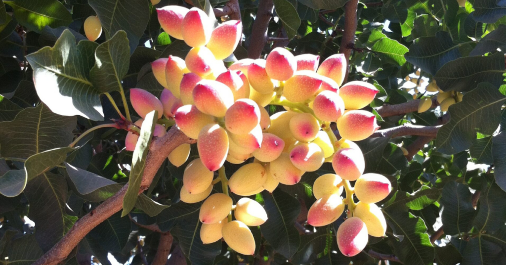 Processing redefined: Meridian Growers provides an integrated, service-driven approach