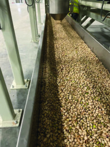 Pistachios inside a processing machine.