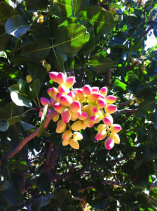 Pistachios growing on a tree.
