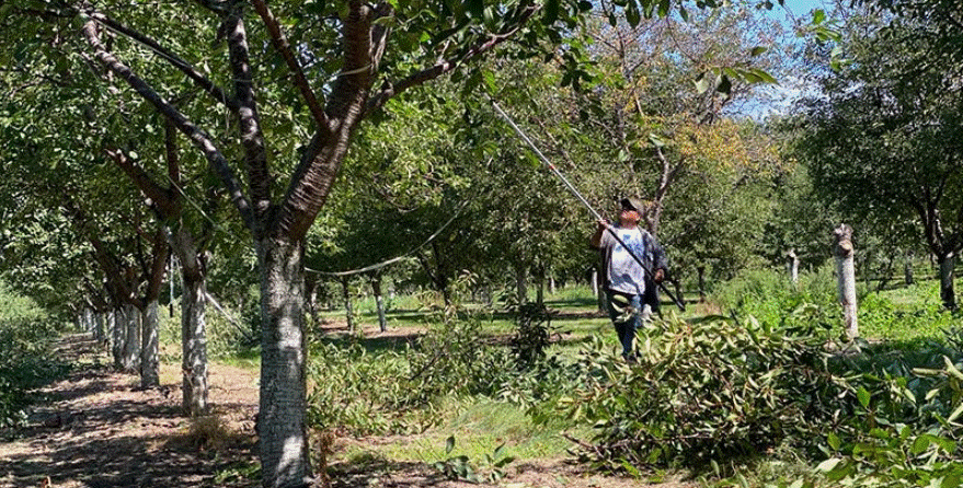 Collection of H-2A certification fees to be temporarily suspended