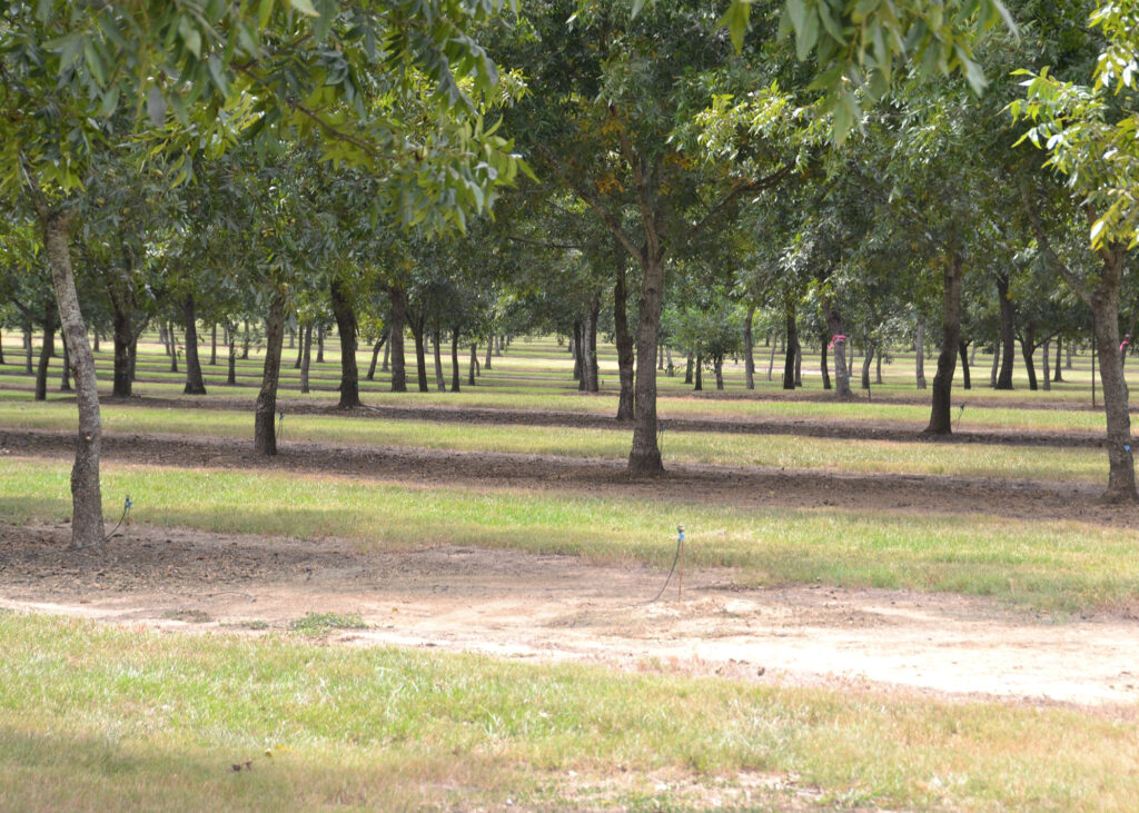 Pecan fungicide schedules in Georgia presented