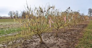 Row of hazelnut trees with dry, damaged leaves.
