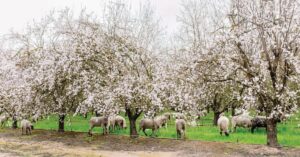 Sheep grazing beneath blooming almond trees.
