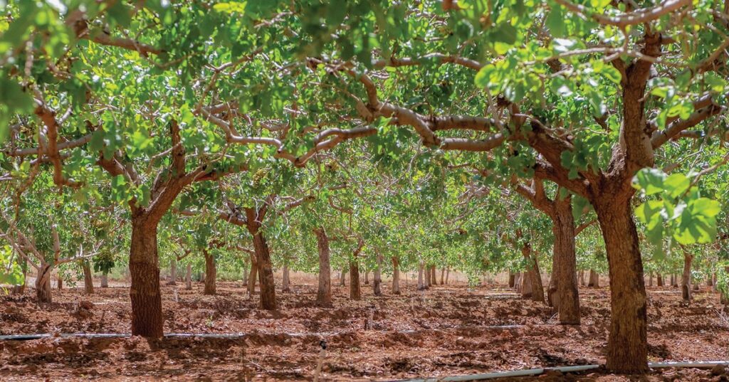 Pistachio orchard.