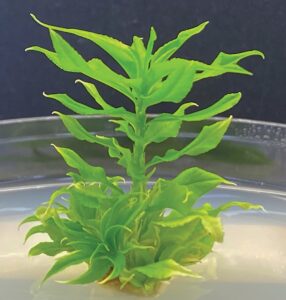 Small plant germinating in a petri dish.