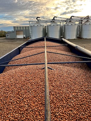Large storage bin full of hazelnuts with grain silos in the background.