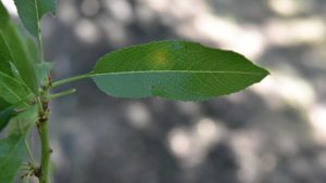 Green leaf showing early signs of red leaf blotch.