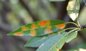 Leaf with many red spots from red leaf blotch.
