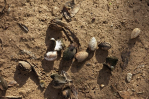 Mummy nuts in dirt.