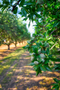 Updated resource: Bacterial canker information from UC IPM