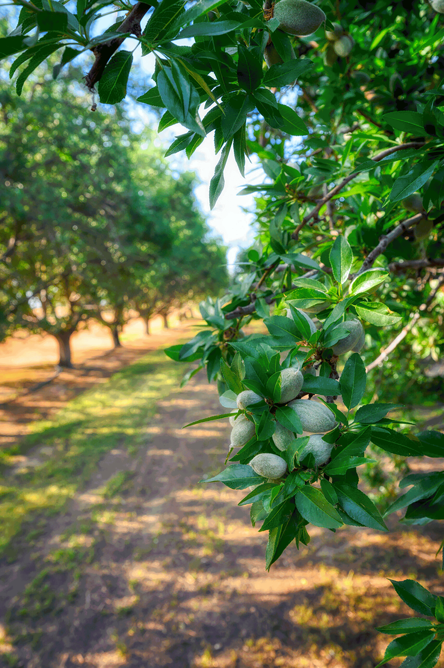 View of almond orchard on a sunny day.