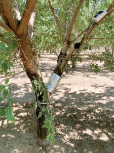Water monitoring device on a tree.