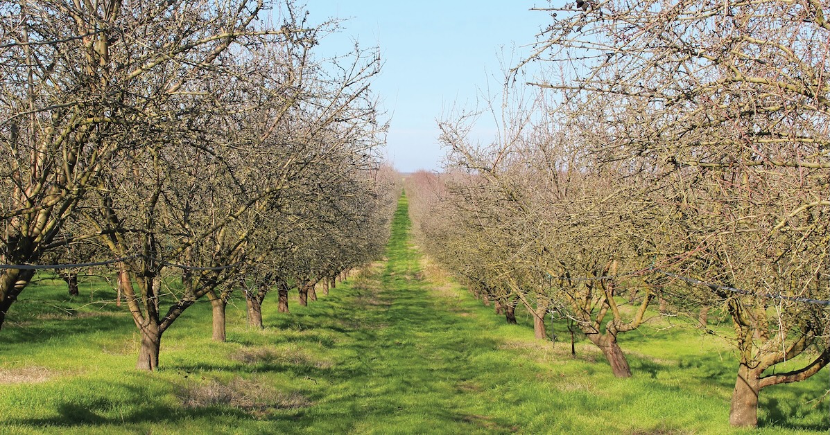 Almond orchard.
