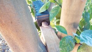 Rodent inside a trap in an orchard.