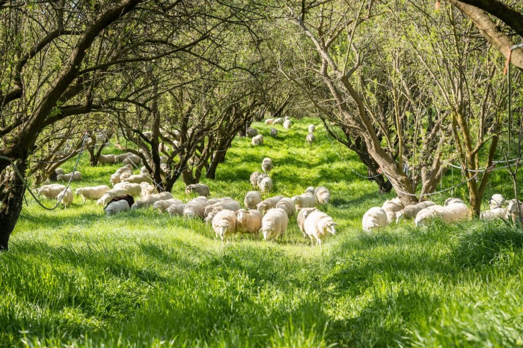 Sheep grazing in an almond orchard.