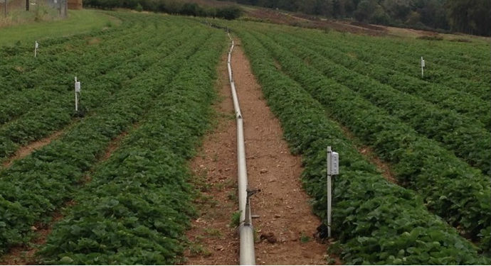 Maximizing use of water stored in soil could result in grower savings