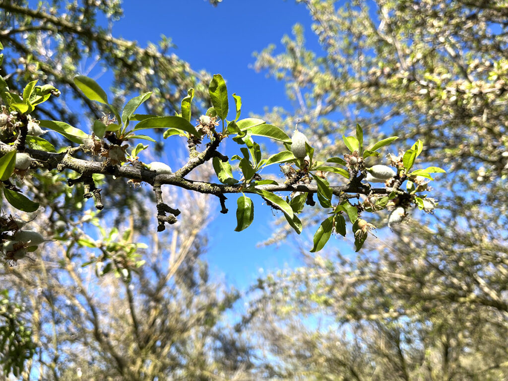 Blue Diamond Growers shares crop progress, almond market update