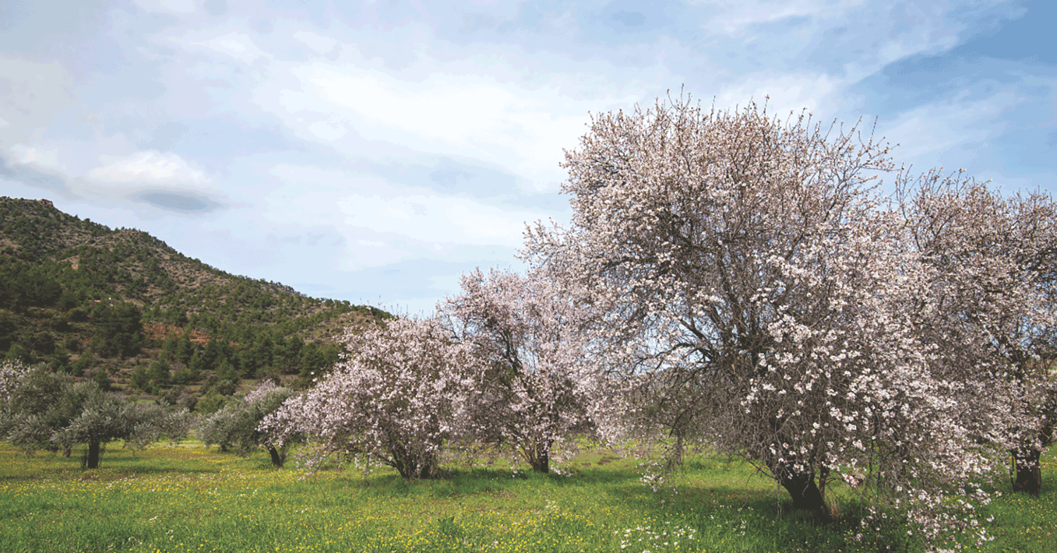 Almond trees in bloom in front of a blue sky.
