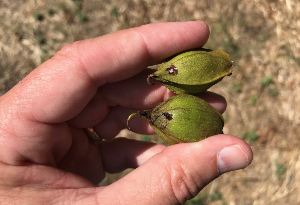 Nut curculio in pecan; Best to tolerate the damage if light