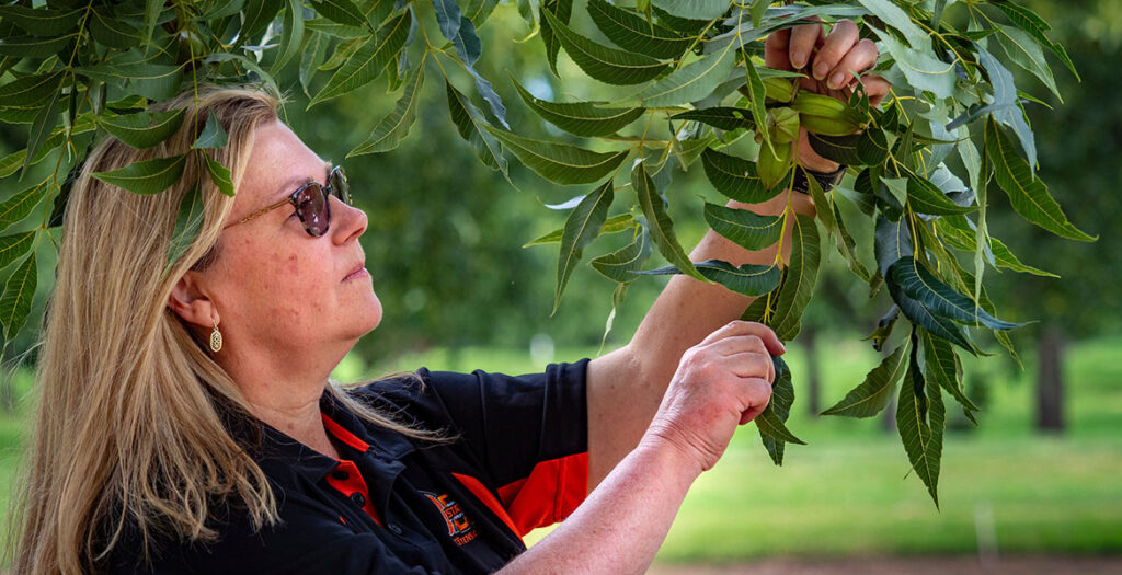 First Oklahoma Pecan Topics Zoom session set for Feb. 12
