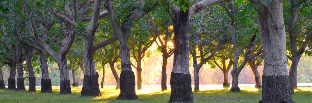 Fall walnut orchard management considerations