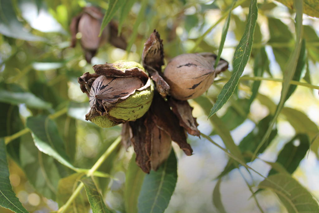 Pecans growing in a cluster on a tree at Pearson Farm.