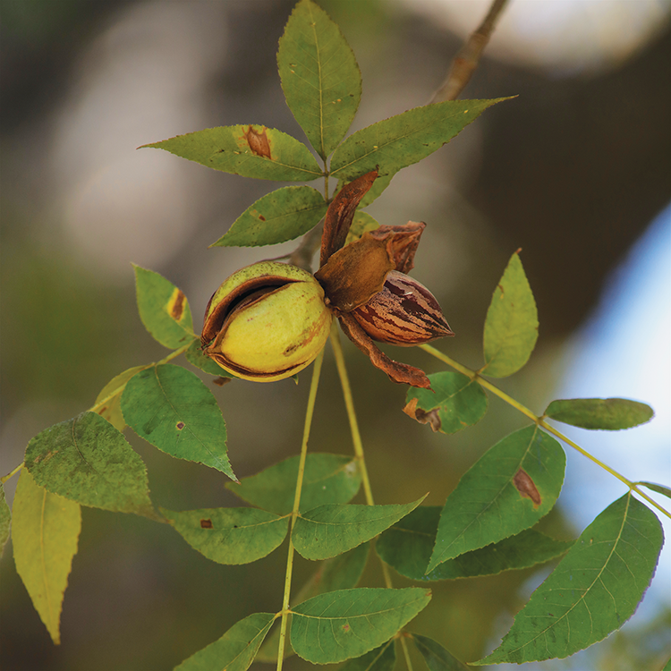 Close-up of a pecan leaf showing signs of disease.