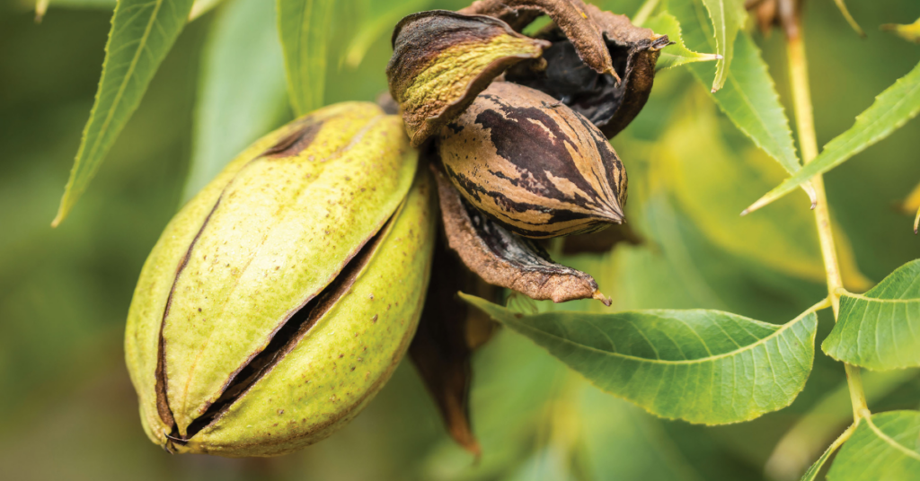 APC, APPB focus on moving pecans away from and breaking out of stereotypical holiday role