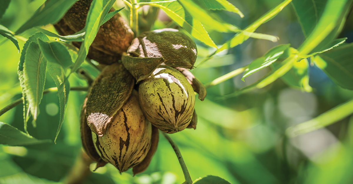 Pecan cluster on a tree.