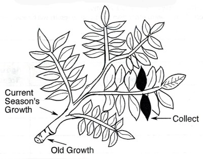Pecan leaf samples’ instructions shared for Oklahoma