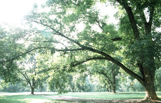 How is drought affecting irrigation water for pecans?