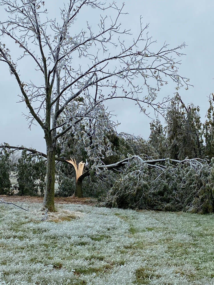 Ice storm damage to a pecan orchard.