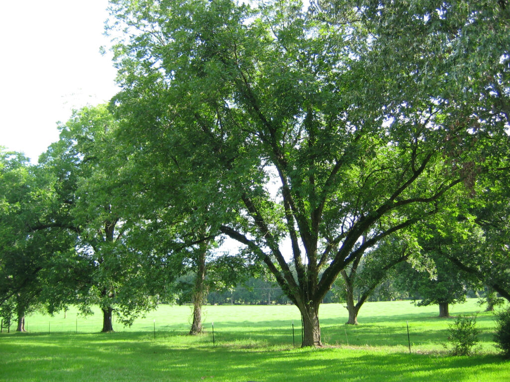 Select scab-resistant pecan varieties for home orchards