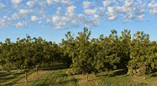 New Mexico pecan producers beating the odds with irrigation moves