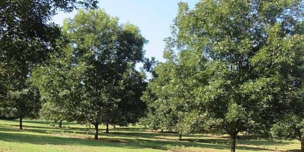 2021 North Carolina Pecan Growers Fall Orchard Tour set