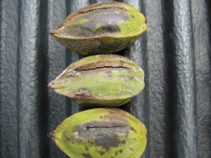 Pecan shells with signs of damage.