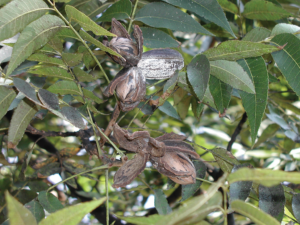 Pecans with poor kernel development growing on a tree.