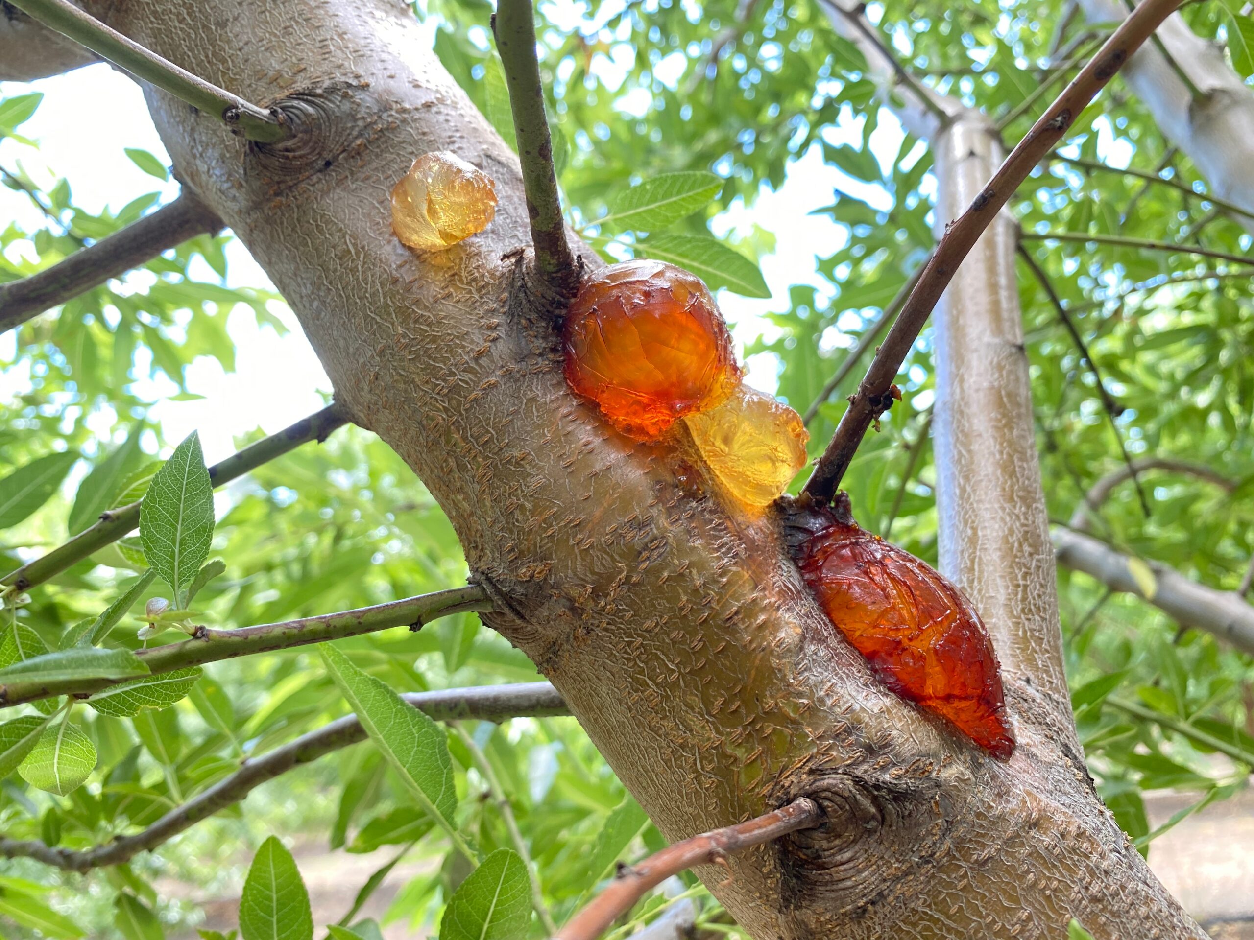 Phytophthora pathogen image. Photo by AlejandroHernandez.
