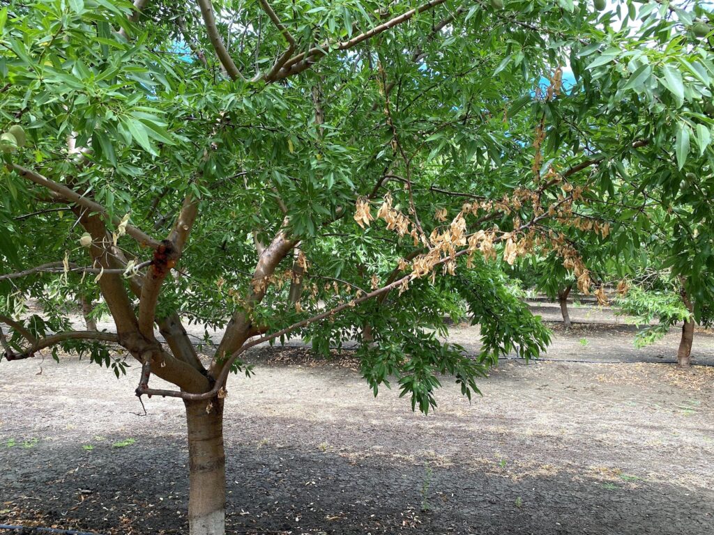 Almond growers prepare for possibility of unusual disease outbreak
