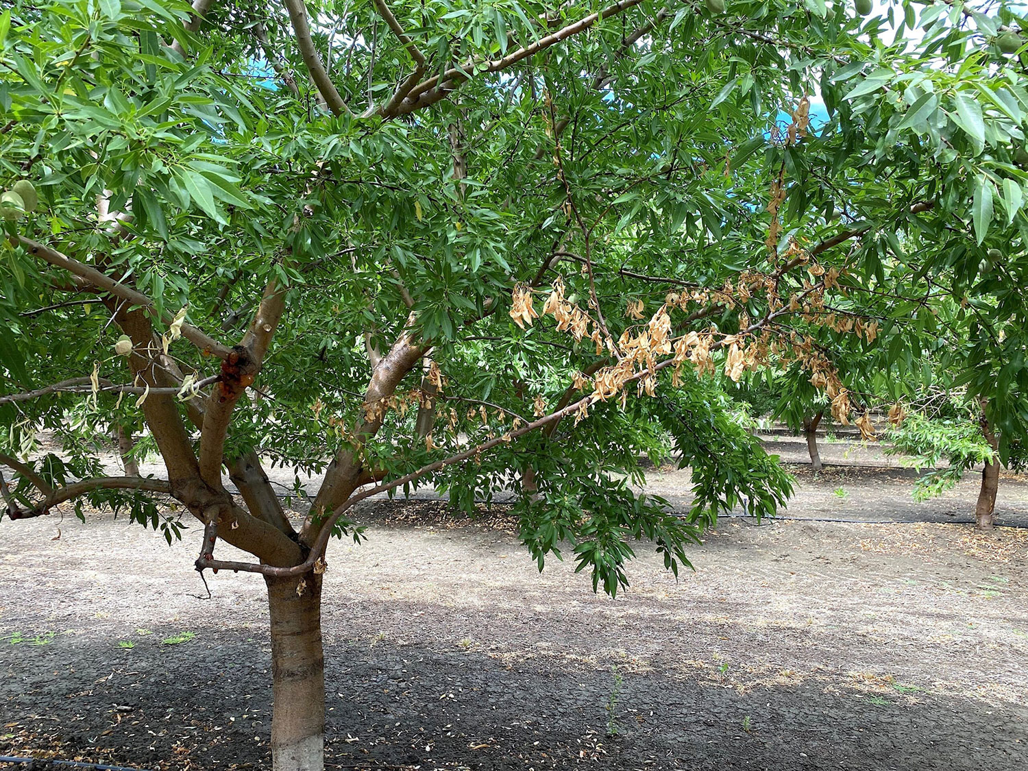 Phytophthora pathogen image. Photo by AlejandroHernandez.