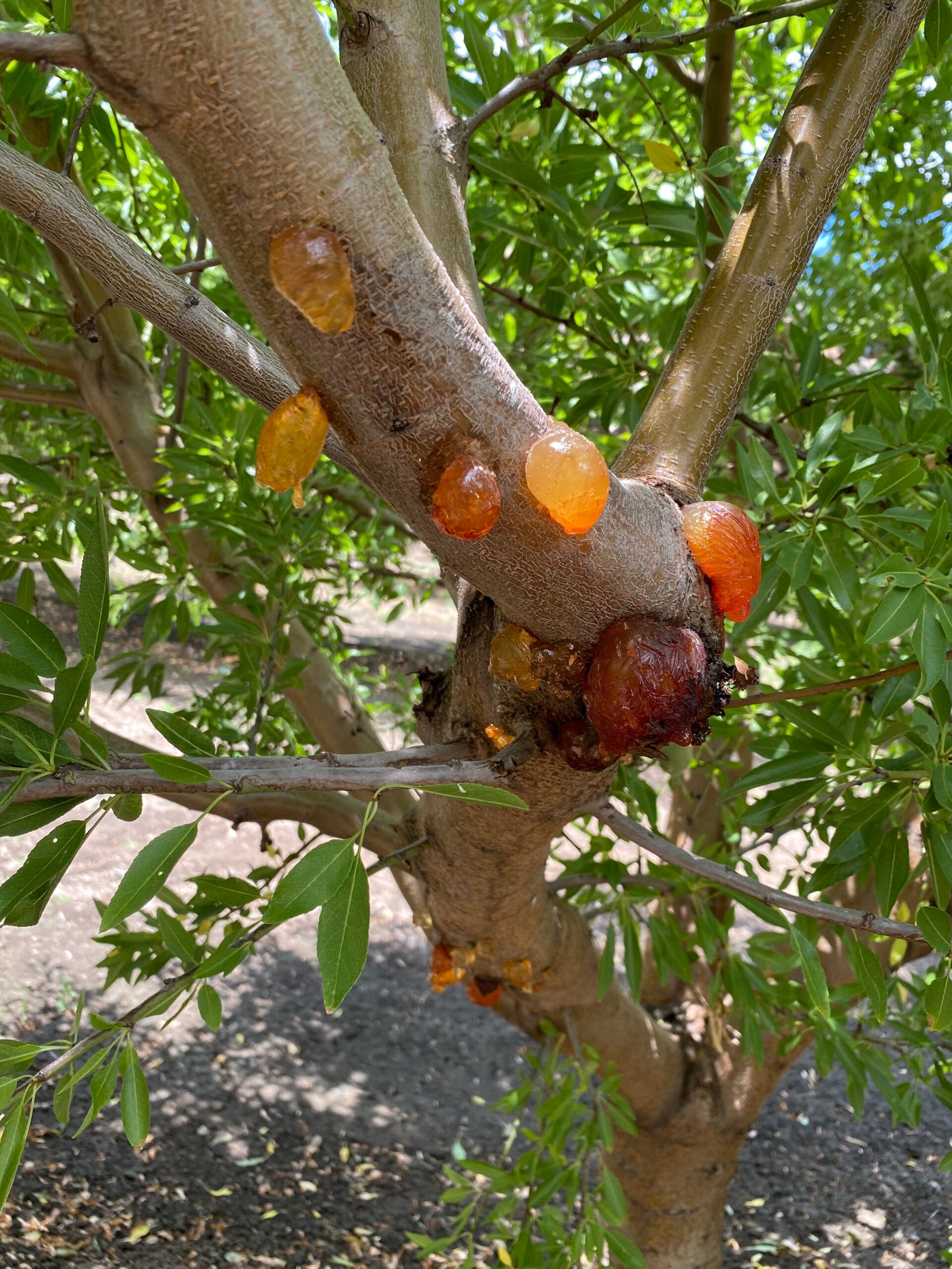 Phytophthora pathogen image. Photo by AlejandroHernandez.