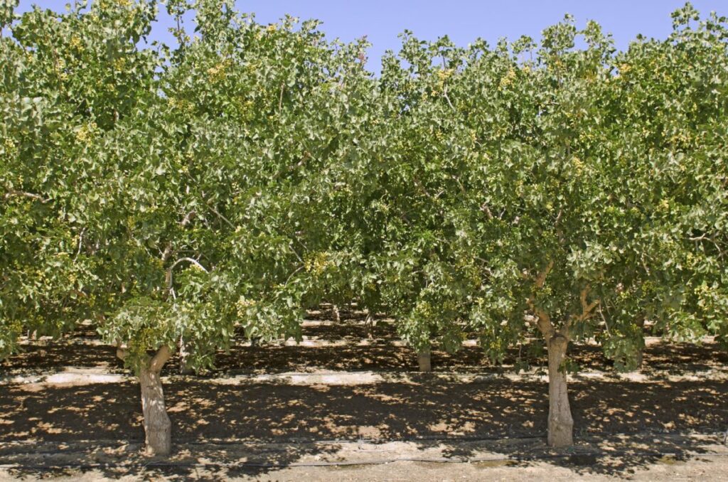 Get the early-blooming pistachio cultivars pruned earlier